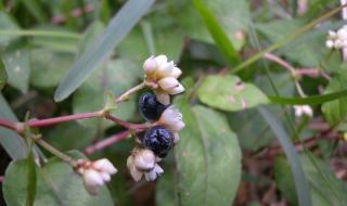 王老吉配方 王老吉配方