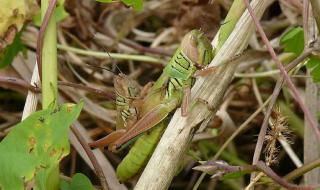 蝗灾时蝗虫真的吃人吗 蝗灾时蝗虫真的吃人吗